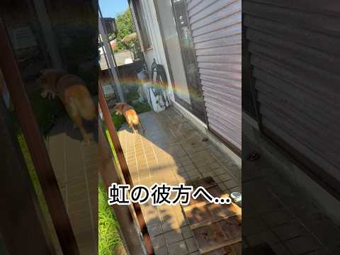 ’26.7.20 力丸と虹… 柴犬 shibainu 柴犬のいる暮らし 柴犬の日常 ミスト 車中泊犬 力丸