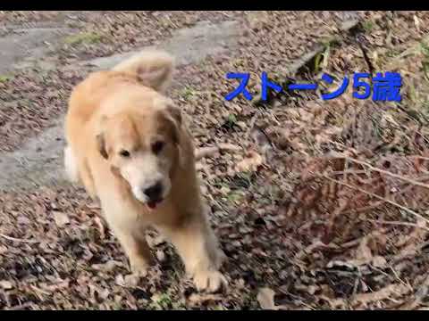 トン君とイロハの２頭で事務所へ戻ります。 サムネイル