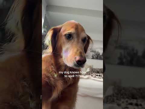 coming home to my golden retriever🥵 goldenretreiver dog ind… サムネイル