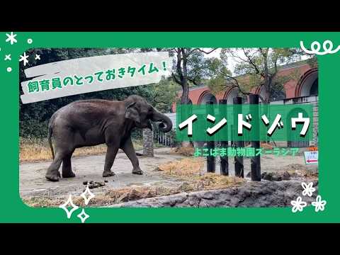 【よこはま動物園ズーラシア】インドゾウのシュリー🐘飼育員のとっておきタイム！ サムネイル