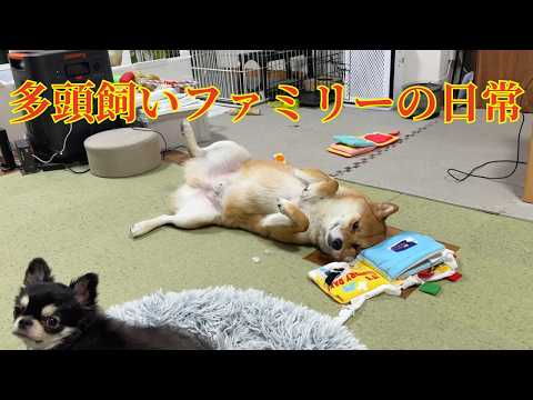 保護犬3ワンたちの自由奔放な日常と初めてのワンバサダーを務めた日🐶 サムネイル