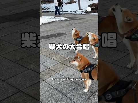 突然の大合唱。散歩中に始まった柴犬3匹の同時遠吠え　　柴犬　犬　面白い 柴犬のいる暮らし かわいい犬 サムネイル