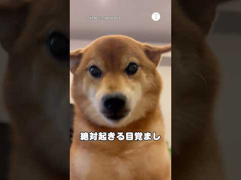 最強の目覚まし、朝から顔を舐めて起こしてくる柴犬　　柴犬　犬　かわいい犬 犬のいる暮らし かわいい サムネイル