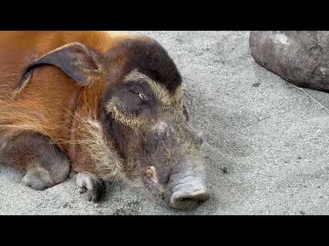 セイくんおやすみ中〜⁈ アカカワイノシシ　那須どうぶつ王国にて　2026年3月29日 サムネイル