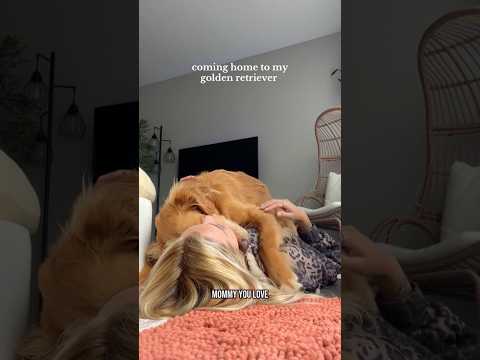 coming home to my golden retriever🥵goldenretreivers dog pup… サムネイル