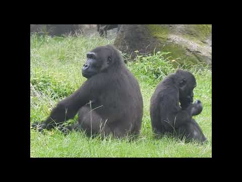gorilla Iriki 15y5 old mom & son Ringo 5y old shorts. IR背對背… サムネイル