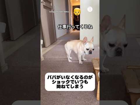 ツンデレ。パパが大好きなのに素直になれない犬　フレンチブルドッグ フレブル　犬　面白い　ツンデレ サムネイル