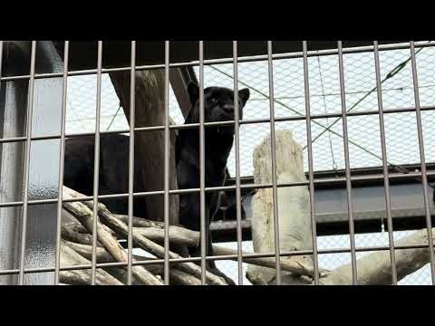 通路のアステカくん♪ ジャガー　日立市かみね動物園にて　2025年4月12日  IMG 7087 サムネイル