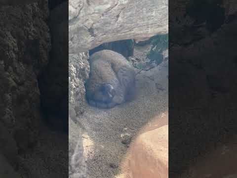 shorts スヤスヤナルくん☺️ マヌルネコ　神戸どうぶつ王国にて　2025年12月28日 サムネイル