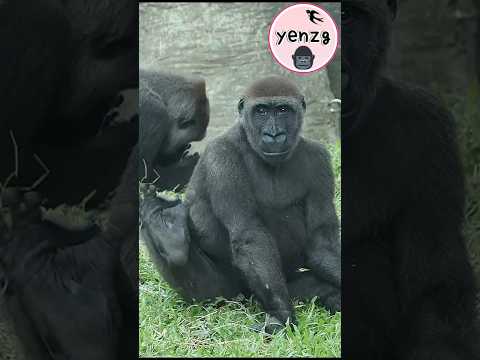 Gorilla Jabali舉腳腳打招呼,拍打Tayari gorillatag taipeizoo 金剛猩猩 台北市… サムネイル