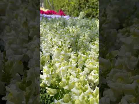 shorts 金魚草　のんほいパークにて　2026年4月3日 サムネイル