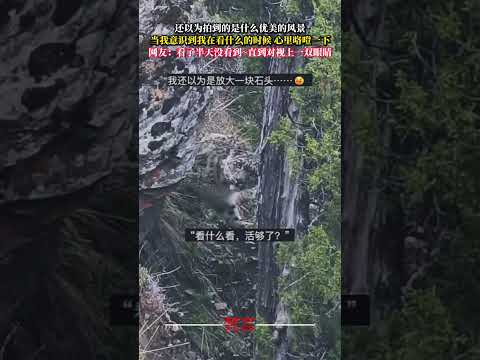 還以為拍到的是什麼優美的風景 當我意識到我在看什麼的時候 心裡咯噔一下 意外 萬萬沒想到 自然 動物 神奇 amazi… サムネイル