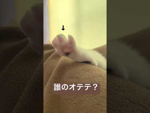 肉球を触り放題？！無防備に爆睡する保護ネコ サムネイル