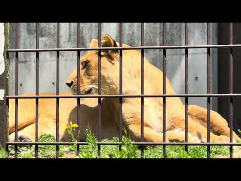 シルクさん ママだって眠いよね〜☺️ ライオンファミリー　のんほいパークにて　2026年4月3日 サムネイル