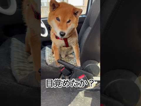 ’26.4.2 お散歩で、はりきる　りきまる！ 柴犬 shibainu 柴犬のいる暮らし 柴犬の日常 車中泊犬 お散歩… サムネイル
