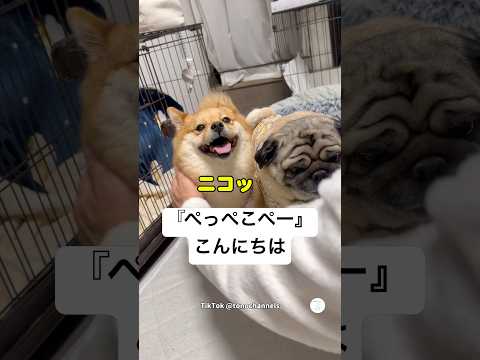 ケージに入れてもすぐ出てくる『ぺっぺこぺー』との遊びが面白い　　　犬　面白い いぬ　かわいい犬 犬のいる暮らし サムネイル