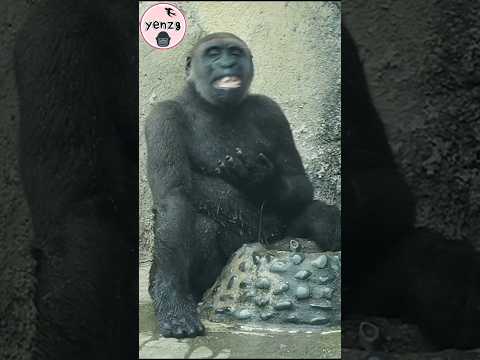 funny Jabali💦🤣 gorilla gorillatag taipeizoo 金剛猩猩 台北市立動物園 fu…