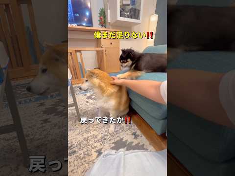 マッサージの取り合い？🐶柴犬 チワワ shorts サムネイル