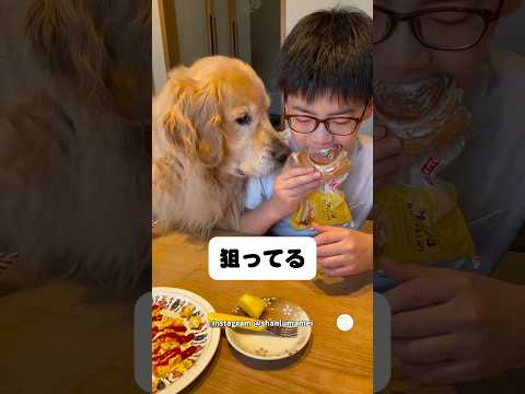パンに近すぎるゴールデンレトリバー、完全に狙ってる　ゴールデンレトリバー 大型犬　犬　犬のいる暮らし かわいい犬 サムネイル