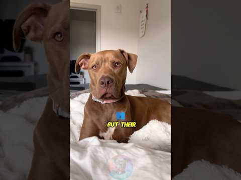 Pit Bulls Are Strong, But Their Loyalty Is Stronger shorts… サムネイル