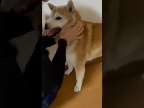 柴犬福 母に交渉して返事する柴犬🤣Mother's boy🤣shorts japanesedog 柴犬 funnydo… サムネイル