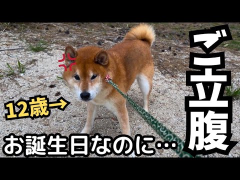 【祝12歳】ご機嫌だったのに、大嫌いなアレで激オコになってしまった柴犬【松の裏別邸】 サムネイル