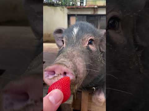 先代ぶーちゃんに頂いたフルーツを仲間でおすそ分け♪動物 ミニブタ minipig サムネイル