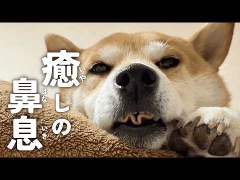 散歩で遊びすぎた柴犬、ブラッシングで完全に無気力になる【あるじのステップ】 サムネイル