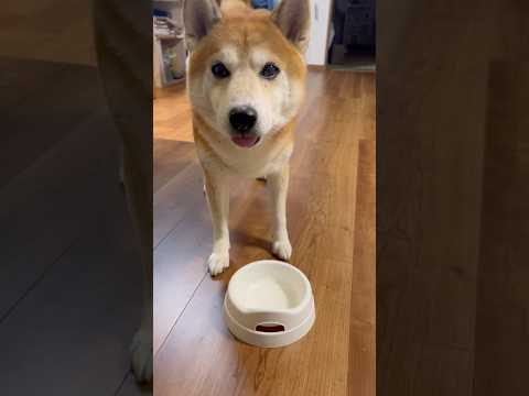 いつもより少ない食事に困惑する柴犬My Shiba Inu was having trouble with the l… サムネイル