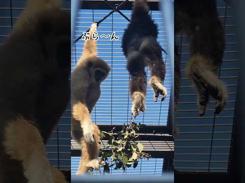 シロテテナガザルのブラブラ親子 東武動物公園 動物 かわいい 癒し animals 動物園 シロテテナガザル　コダマ… サムネイル