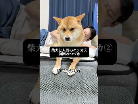 柴犬と人間のケンカ② 柴犬 shorts サムネイル