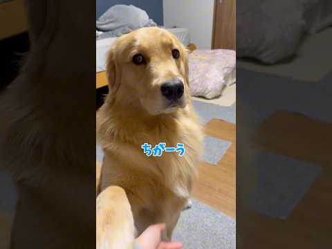 厳しいモンちゃんgoldenretriever ゴールデンレトリバー サムネイル