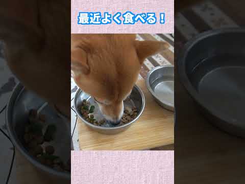 最近よく食べる！ 神戸 柴犬 shiba サムネイル
