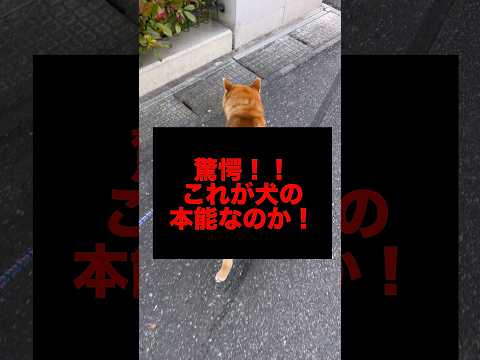 柴犬とん君は、2回試したら、2回とも南北っぽかったよ！　柴犬　柴犬とん