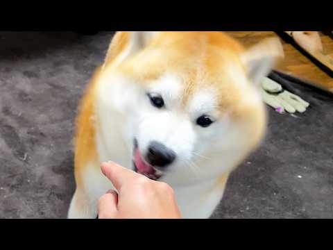 家族と再会するも、なでなでの途中、静電気で鼻がビリリとし、一気にテンションが急降下する柴犬 サムネイル