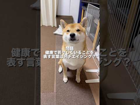 はたして！柴犬とん君は、正解できるのか！？ 柴犬　柴犬とん サムネイル