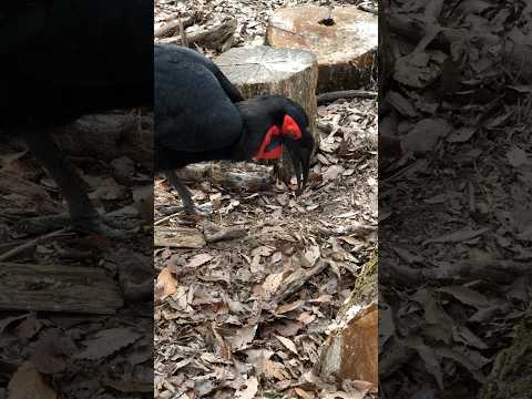 shorts ミナミジサイチョウ　埼玉県こども動物自然公園
