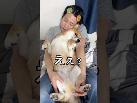 柴犬あるあるよね🙌　柴犬 shorts