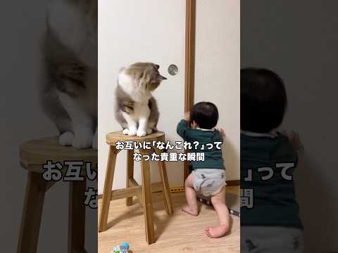 最初は楽しそうだったのに最後の方は「なんこれ･･･？」ってなってる息子w マンチカン 赤ちゃん 猫パンチ shorts サムネイル