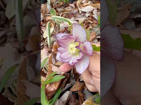 shorts クリスマスローズが咲きました〜　2026年3月27日　那須 サムネイル