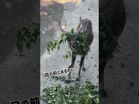 ある日のシタツンガ　東武動物公園 動物 animals zoo 動物園 シタツンガ サムネイル