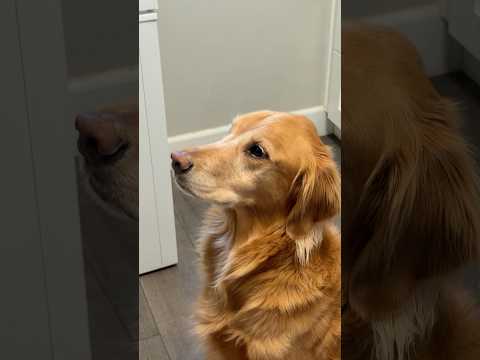 golden retriever puppies for sale🥵india retreiver dog puppy… サムネイル