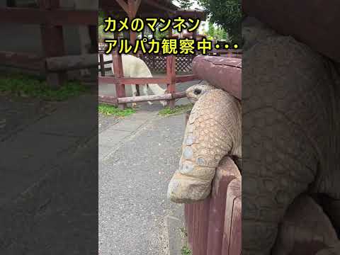 動物も観察するんです👀 東武動物公園 癒し 動物 zoo アルダブラゾウガメ サムネイル