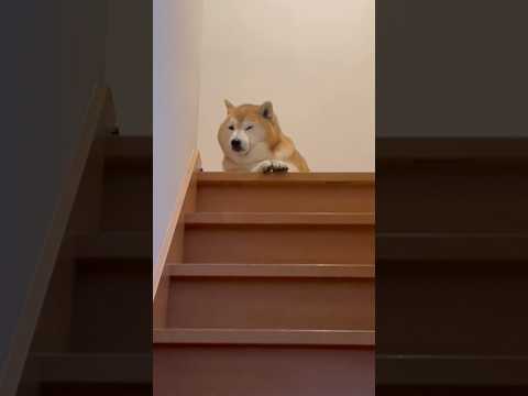 柴犬福 二本足を揃えて姉と散歩に行くか考える柴犬🤣Sis and Shiba🤣姉と柴 shorts 柴犬 japane…