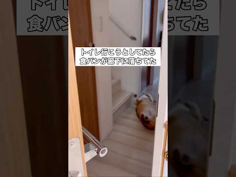 我が家でよく落ちてる食パン コーギー 犬 いぬのきもち shorts