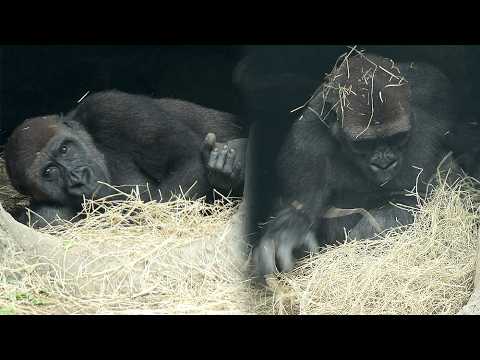 Gorilla Jabali building a cozy nest, Funny Tayari w/D'jeeco… サムネイル