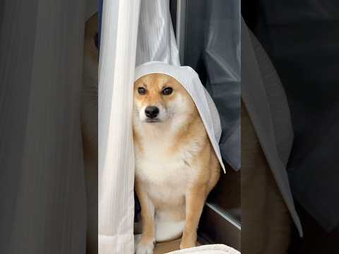 マリア犬　柴犬 shorts