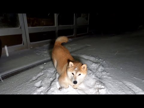 雪の夜の柴犬の寝かしつけは大変 サムネイル