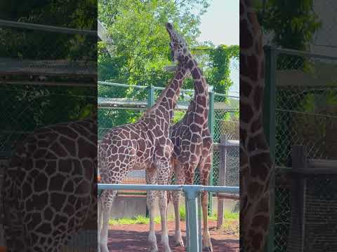 shorts ジャンプくんとスズマルくん　キリン　埼玉県こども動物自然公園にて　2026年5月30日 サムネイル