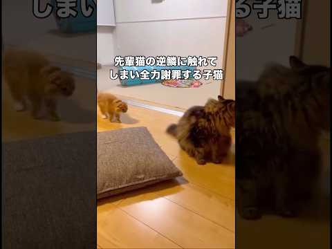 背後からサイレントでクンクンしていたら先輩猫の逆鱗に触れてしまい慌てて降参ポーズする子猫 先住猫 サイベリアン スコテ… サムネイル